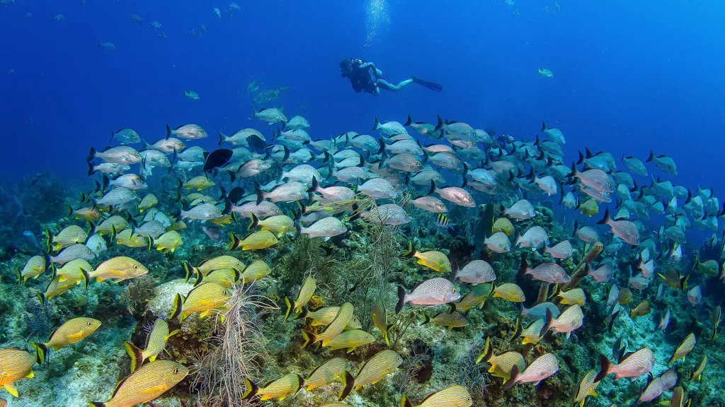 https://hawaiisharkencounters.com/shark-cage-diving/